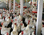 IN CHICKEN FARMS